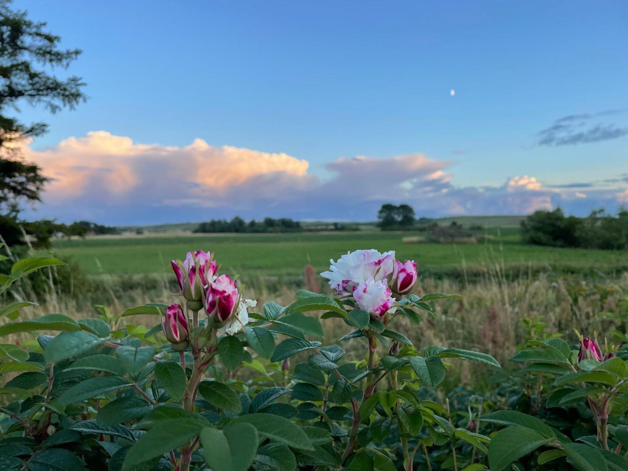 Droemhus Pa Oesterlen Glemminge Exteriér fotografie
